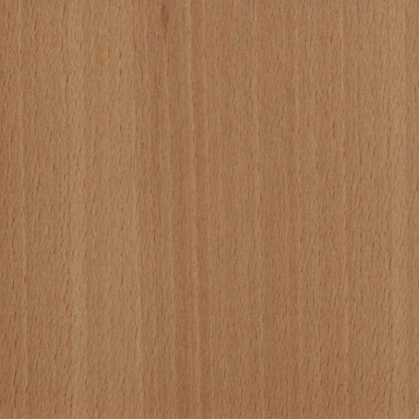 Beech Natural